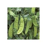 Karahasanoğlu Tarım Yerli Yaprak Bezelye Tohumu (İlaçsız) 500 Gr