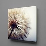 KARAHİNDİBA ÇİÇEĞİ RESİMLERİ KANVAS TABLO 130x130cm