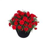 Karanfil Çiçeği Tohumu Ekim Seti 10 Tohum +Saksı+Toprak+Süpriz