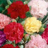 Karanfil Tohumu Yerli Dianthus Caryophyllus 100 Adet