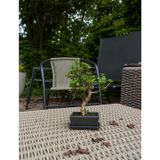 Kare Saksıda Bonsai Ağacı