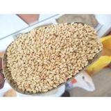 Kargı 10 kg Yöresel Yerli Aşurelik Buğday