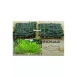 Karides Market 2 Adet 3-3 Cm Java Moss Yeni Tele Sarılı