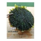 Karides Market 4-5 Cm Ağaç Diliminde Kütüğe Yeni Sarım Cameroon Moss Tasarımı Canlı Bitki