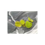 KARİDES MARKET Salvinia Phyllanthus Fluitans - Red Root Floater 2 Kök 3-4 Yaprak Canlı Su Üstü Bitkisi
