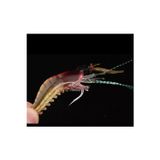 Karides Shrimp Sahte Silikon Balık Yemi Fosforlu Kancalı 7.5 Cm 5,5 Gram