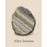 Kariertes Notizbuch 5x5 mm – Silex lineatus – 100 Seiten – 21,59 x 27,94 cm: Elegantes Notizbuch mit wissenschaftlicher Illustration von Streifigem ... – perfekt für Geologie, Kunst oder Journaling