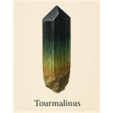 Kariertes Notizbuch 5x5 mm – Tourmalinus – 100 Seiten – 21,59 x 27,94 cm: Wissenschaftliches Design mit realistischer Turmalin-Illustration und ... Künstler:innen und Edelsteinfans
