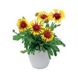 Karışık Ayyıldız Çiçeği Tohumu Ekim Seti 5 Tohum + Saksı + Toprak