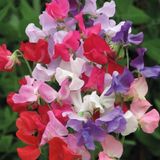Karışık Bezelye Çiçeği Tohumu (Lathyrus odoratus) – 5+ Tohum