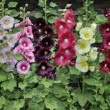 Karışık Hatmi Çiçeği Ekim Seti 5 Adet Tohum Saksı Toprak Gülhatmi Çiçeği