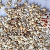 Karışık MİNİK Kiloluk Deniz Kabuğu (Şişe İçi İçin) (1 KG)