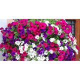 Karışık Petunya Çiçeği Tohumu 10+ Tohum N117141