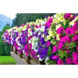 Karışık Petunya Çiçeği Tohumu 100+ Tohum N114107