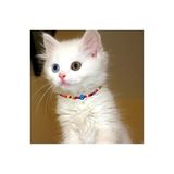 Karışık Renk Bambu Boncuk Nazar Boncuklu Kedi Tasması BS3844