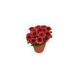 Karışık Renk Kasımpatı Çiçeği Fidanı Fidesi 10-20 cm 1 Adet