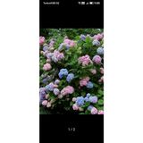 Karışık Renk Ortanca Fidanı 10- 20 Cm 1 Adet