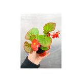 Karışık Renk Şeker Begonya Kırmızı-Pembe-Beyaz 10-20 Cm