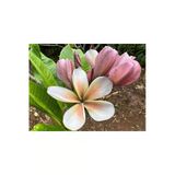 Karışık Renklerde 10 Adet Plumeria Tohumu