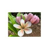 Karışık Renklerde 5 Adet Plumeria Tohumu