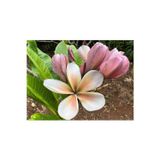 Karışık Renklerde 50 Adet Plumeria Tohumu