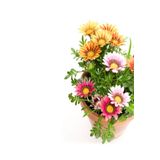 Karışık Renkli Gazanya 10 20 Cm 10 Adet Saksılı/ Tüplü Çiçekli Bodur Bitki Gazania