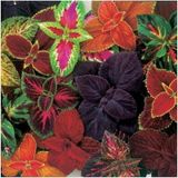 Karışık Renkli Kolyos Coleus Çiçeği 1 Adet 10-20 Cm