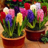 Karışık Renkli Mix Sümbül Hyacinthus Soğanı 3 Adet