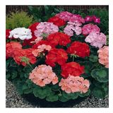 Karışık Sardunya Geranium Sanguineum Çiçeği Tohumu -23 Adet