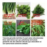 KARIŞIK YEŞİLLİK SEBZE SETİ TOHUMLARI 6 ÇEŞİT SEBZE BİNER ADET