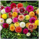 Karışık Yıldız Dahlia Çiçek Soğanı 4 Adet - ADAFDN0198