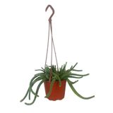 karlabotanik Çiçek Açan Yılan Kaktüsü | Chamaecereus Silvestrii