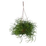 karlabotanik Rhipsalis Cereuscula | Askılı Saksıda
