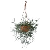 karlabotanik Rhipsalis Pilocarpa | Askılı Saksıda