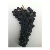 Karmen Merlot ( Şaraplık ) Üzüm Fidanı Tüplü 2 Yaş