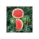 Karpuz Tohumu Crimson Sweet - 25 Adet