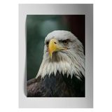 Kartal Eagle - Metal Poster Tablo