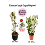 Kartopu Çiçeği 1 Adet +Beyaz Begonvil 1 Adet+Kırmızı Gazanya Hediye Saksılı Bahçe Seti, BTSNA01KAR20