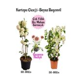 Kartopu Çiçeği 1 Adet +Beyaz Begonvil 1 Adet+Pembe Gazanya Hediye Saksılı Bahçe Seti, BTSNA01KAR21