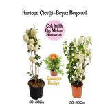 Kartopu Çiçeği 1 Adet +Beyaz Begonvil 1 Adet+Sarı Gazanya Hediye Saksılı Bahçe Seti, BTSNA01KAR23