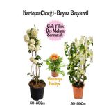 Kartopu Çiçeği 1 Adet +Beyaz Begonvil 1 Adet+Sarı Gazanya Hediye Saksılı Bahçe Seti, SRD04022025BYB76