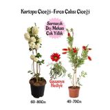Kartopu Çiçeği 1 Adet +Fırça Çalısı 1 Adet+Kırmızı Gazanya Hediye Saksılı Bahçe Seti