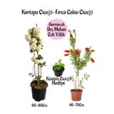 Kartopu Çiçeği 1 Adet +Fırça Çalısı 1 Adet+Küstüm Çiçeği Hediye Saksılı Bahçe Seti, BTSNA01KAR59
