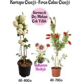 Kartopu Çiçeği 1 Adet +Fırça Çalısı 1 Adet+Pembe Gazanya Hediye Saksılı Bahçe Seti