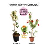 Kartopu Çiçeği 1 Adet +Fırça Çalısı 1 Adet+Sarı Gazanya Hediye Saksılı Bahçe Seti