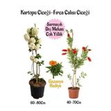 Kartopu Çiçeği 1 Adet +Fırça Çalısı 1 Adet+Turuncu Gazanya Hediye Saksılı Bahçe Seti, BTSNA01KAR58