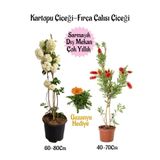 Kartopu Çiçeği 1 Adet +Fırça Çalısı 1 Adet+Turuncu Gazanya Hediye Saksılı Bahçe Seti, BTSNA01KAR58