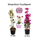 Kartopu Çiçeği 1 Adet +Fuşya Begonvil 1 Adet+ Pembe Gazanya Hediyeli Saksılı Bahçe Seti, BTSNA01KAR17