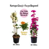 Kartopu Çiçeği 1 Adet +Fuşya Begonvil 1 Adet+ Turuncu Gazanya Hediyeli Saksılı Bahçe Seti, SRD04022025BYB123
