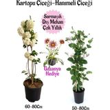 Kartopu Çiçeği 1 Adet +Hanımeli Çiçeği 1 Adet+Kırmızı Gazanya Hediye Saksılı Bahçe Seti
